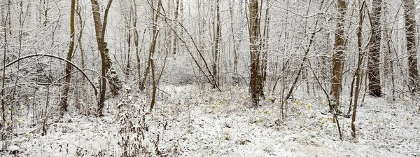 Cesta Lesem Mlze Mohutné Stromy Klády Větve Pokryté Prvním Sněhem — Stock fotografie