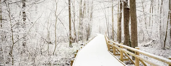 Modern Houten Pad Promenade Door Groenblijvende Bossen Een Sneeuwstorm Machtige — Stockfoto