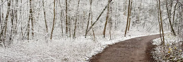 Pathway Evergreen Forest Blizzard Mighty Trees Covered First Snow Atmospheric — Stock Photo, Image