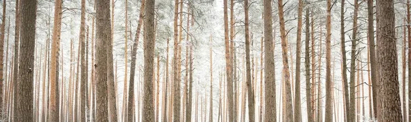 Caminho Através Floresta Sempre Verde Depois Uma Nevasca Poderosas Árvores — Fotografia de Stock