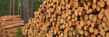 Yeşillik ormanda yakacak odun, yakın plan çam ağacı kütükleri. Çevresel hasar, ekolojik sorunlar, ekoloji, doğa, ahşap, ormansızlaşma, alternatif enerji, kereste endüstrisi, iş