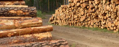 Yeşillik ormanda yakacak odun, yakın plan çam ağacı kütükleri. Çevresel hasar, ekolojik sorunlar, ekoloji, doğa, ahşap, ormansızlaşma, alternatif enerji, kereste endüstrisi, iş