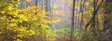 Güneşli bir sonbahar gününde orman parkı. Güçlü ağaçlar, altın yapraklar. Yumuşak güneş ışığı, güneş ışınları. Idyllic manzara