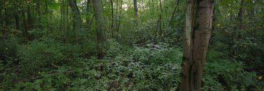 Bulutlu bir yaz gününde gizemli yaprak döken orman. Eski yosunlu ağaç gövdeleri yakın planda, ağaç siluetleri arka planda. Karanlık manzara. Ekolojik ekosistemler, çevresel koruma, eko turizm