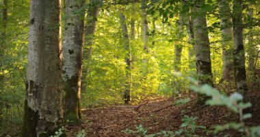 Koyu yeşil kayın ormanının manzarası, antik ağaç gövdeleri. Sonbaharın başında. Güneş ışığı, güneş ışığı. Atmosferik manzara. Saf doğa, ekoloji, çevre koruma, eko turizm