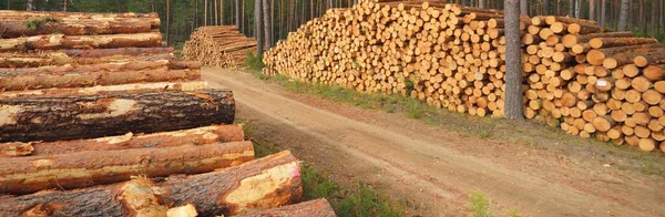 Frisklavet Brænde Den Stedsegrønne Skov Fyrretræ Logs Close Miljøskader Økologiske - Stock-foto