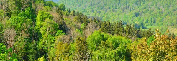 高贾国家公园靠近河流的明亮的绿色春天森林 全景航空视图 拉脱维亚Sigulda 环境保护 生态旅游 纯自然 — 图库照片