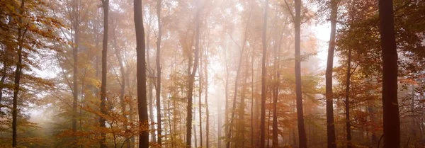 夕阳西下 雄伟的山毛榉林中的小路 参天大树神秘的金色光芒 黑暗的风景如画 流浪欲念 哥特式 童话概念 — 图库照片