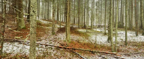 Путь Через Холмы Величественного Северного Вечнозеленого Леса Золотые Листья Могучие — стоковое фото
