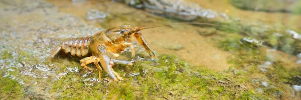 在德国的森林河流中 美洲刺颊高螃蟹 Orconectes Limosus 侵入欧洲 Nature Wildlife Zoology Biology Carcinology — 图库照片