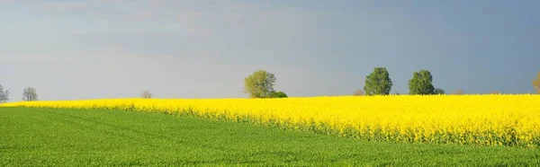 Blooming Yellow Rapeseed Field Lonely Mighty Trees Dramatic Sky Poland — Stock Photo, Image