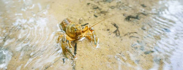American Spiny Cheek High Crayfish Orconectes Limosus Inwazyjne Europę Rzece — Zdjęcie stockowe