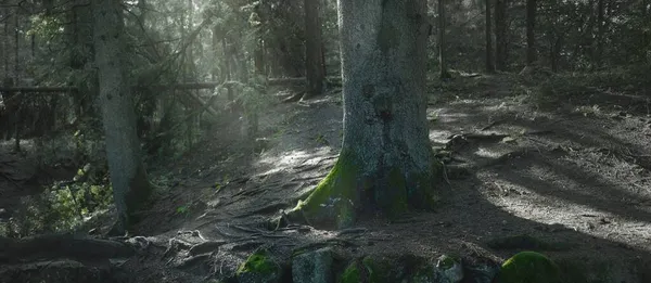 Malebné Scenérie Věčně Zeleného Lesa Starověké Borovice Opadavé Stromy Skály — Stock fotografie