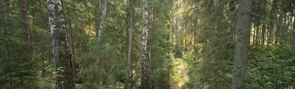 Parcours Travers Forêt Feuilles Persistantes Puissants Pins Lumière Douce Soleil — Photo
