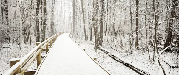 Modern Houten Pad Promenade Door Groenblijvende Bossen Een Sneeuwstorm Machtige — Stockfoto