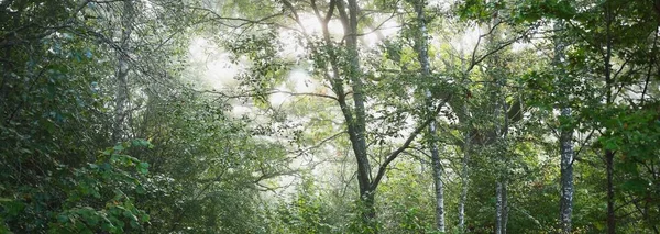 안개가 속푸른 초원의 아름다운 풍경을 수있다 나무줄기 사이로 광선이 비치고 — 스톡 사진