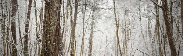 Percorso Attraverso Foresta Sempreverde Dopo Una Bufera Neve Grandi Alberi — Foto Stock