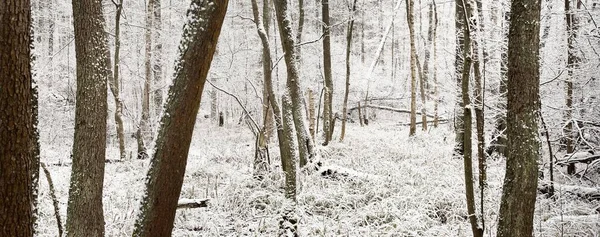 霧の中で森の中をパスします 最初の雪に覆われた強大な木 初冬だ 大気の風景 気候変動 生態系 — ストック写真
