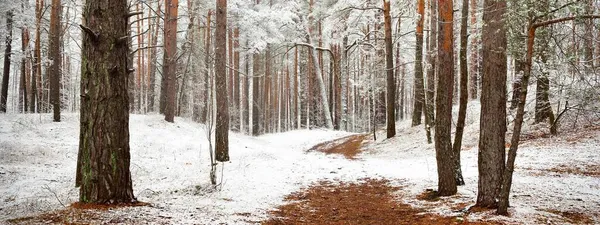 霧の中で常緑の森の丘を通過 力強い松 トウヒ 最初の雪に覆われたモミの木 初冬だ 大気の風景 エコツーリズム ノルディックウォーキング — ストック写真