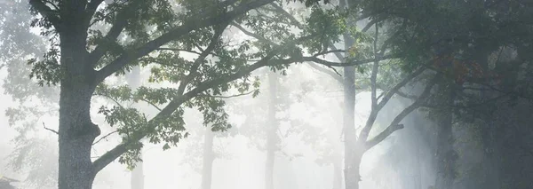 Pintoresco Paisaje Del Bosque Oscuro Una Misteriosa Niebla Amanecer Rayos —  Fotos de Stock