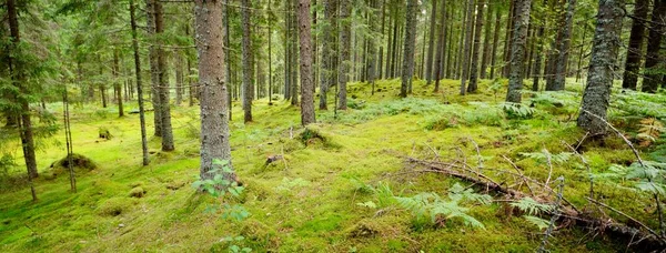 Majestic Northern Evergreen Forest Mighty Pine Trees Plants Fern Moss Stock Image