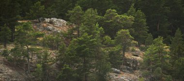 Rocky göl kıyısı ve yemyeşil orman. Saf doğa, çevre koruma, eko-turizm, tatiller, yelkencilik, yürüyüş. Panoramik görünüm