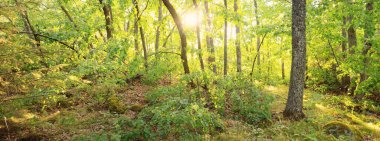 Kayalık göl kıyısındaki görkemli ormandan geçen yol. Yaz tatilleri, eko-turizm, eğlence, yürüyüş, ekoloji, çevre koruma, doğa
