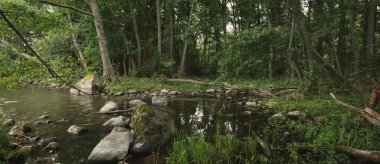 Güneşli bir yaz gününde Rocky gölü ve ormanı. Saf doğa, çevre koruma, eko-turizm, tatiller, yelkencilik, yerel turizm. Panoramik görünüm