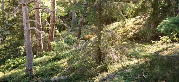 Floresta Perene Margem Lago Suécia Pinheiros Poderosos Árvores Abeto Troncos — Fotografia de Stock