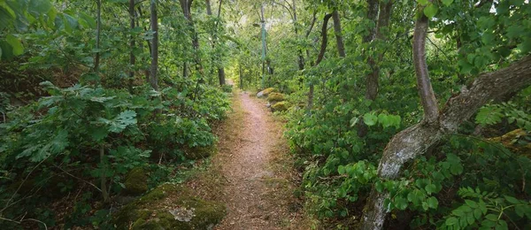 Pfad Durch Den Majestätischen Wald Felsigen Seeufer — Stockfoto