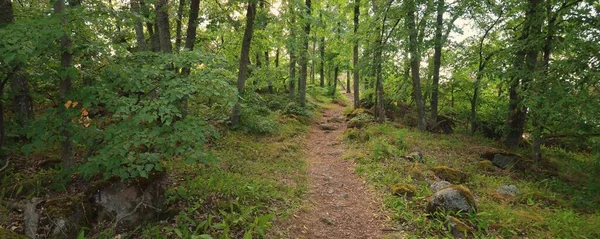 Vägen Genom Den Majestätiska Skogen Vid Den Steniga Sjön Sommarsemester — Stockfoto