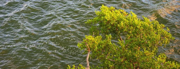 Panoramiczny Widok Lotu Ptaka Skaliste Jezioro Słoneczny Dzień Drzewa Rośliny — Zdjęcie stockowe