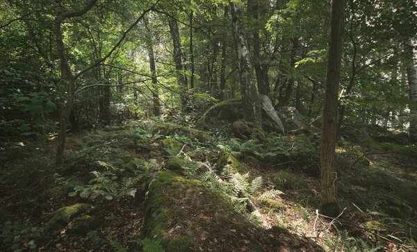 Pathway through the majestic forest on the rocky lakeshore. Summer vacations, ecotourism, recreation, hiking, ecology, environmental conservation, nature