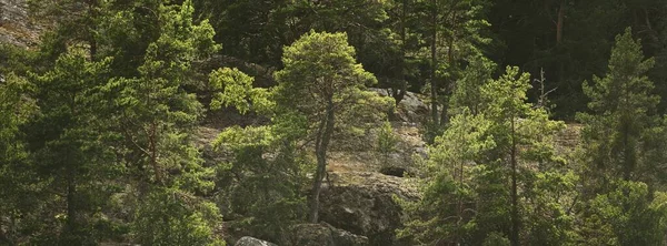 Foresta Sempreverde Natura Pura Conservazione Ambientale Ecoturismo Vacanze Vela Escursionismo — Foto Stock