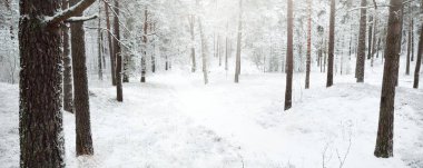 Karla kaplı Evergreen orman tepeleri. Kar fırtınası. Çam, çam ağaçları, yakın plan. Bir patikadan bak. Atmosferik manzara. Kış Harikalar Diyarı. İklim değişikliği, doğal, çevresel koruma. Avrupa