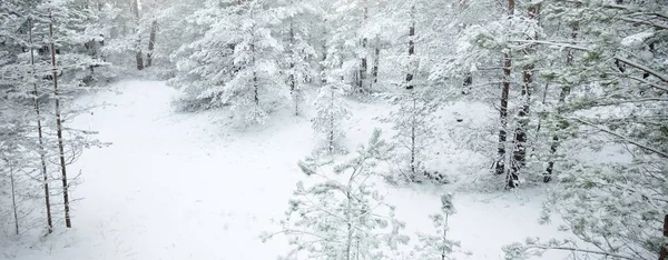 覆盖着白雪的常绿森林小山 云杉树的特写 从一个路径来看 大气景观 冬天的仙境气候变化 自然和环境保护 — 图库照片