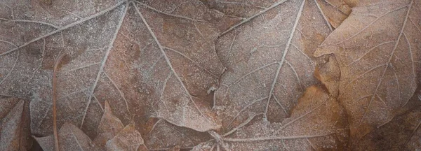 Detailní Záběr Hnědých Javorových Listů Křišťálově Čistý Chraplavý Textura Pozadí — Stock fotografie