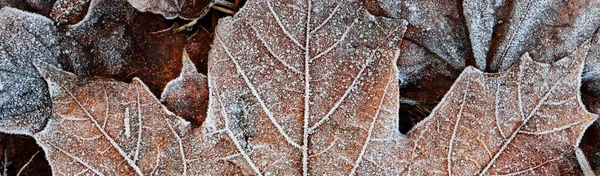 Extreme Close Brown Golden Maple Leaf Covered Crystal Clear Hoarfrost — Stock Photo, Image