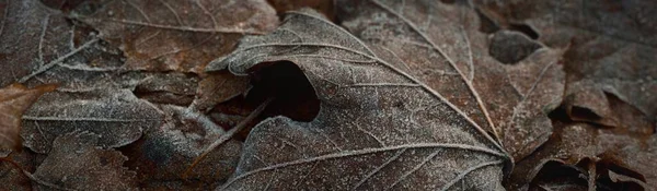 Kahverengi Akçaağaç Yapraklarından Oluşan Orman Zemininde Kristal Berraklığında Kırağı Var — Stok fotoğraf