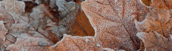 Skogsbotten Bruna Gyllene Lönnlöv Täckta Med Kristallklar Hesparfrost Närbild Naturlig — Stockfoto