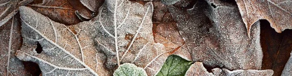 Podłoga Leśna Brązowych Złotych Liści Klonu Pokryta Krystalicznie Czystym Mrozem — Zdjęcie stockowe