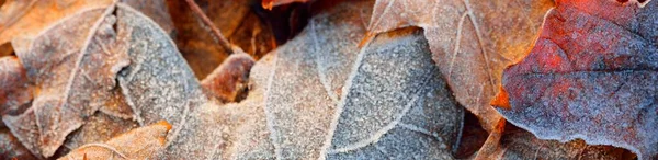 Φύλλα Σφενδάμου Καλυμμένα Κρυστάλλινο Πάγο Υφή Φόντο Ταπετσαρία Γραφικοί Πόροι — Φωτογραφία Αρχείου
