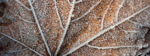 Kahverengi Akçaağaç Yaprağının Aşırı Yakın Çekimi Kristal Berraklığında Kırağı Doku — Stok fotoğraf