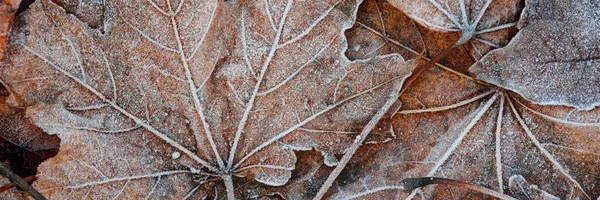 Forest Floor Brown Maple Leaves Crystal Clear Hoarfrost Texture Background — Stock Photo, Image