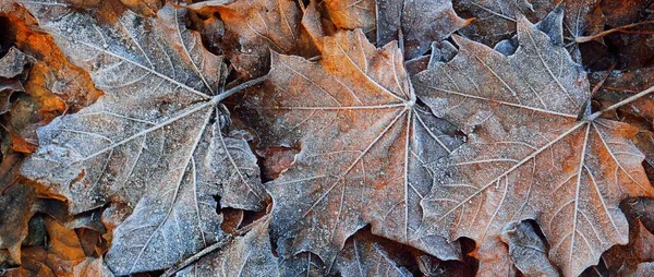 Φύλλα Σφενδάμου Καλυμμένα Κρυστάλλινο Πάγο Υφή Φόντο Ταπετσαρία Γραφικοί Πόροι — Φωτογραφία Αρχείου