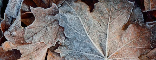 Δάπεδο Από Καφέ Φύλλα Σφενδάμου Κρυστάλλινα Παγωμένος Πάγος Υφή Φόντο — Φωτογραφία Αρχείου