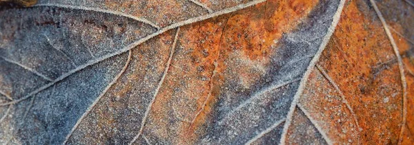 Skogsbotten Bruna Lönnlöv Täckt Med Kristallklar Hesparfrost Textur Bakgrund Tapeter — Stockfoto