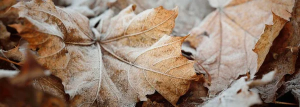 Fondo Della Foresta Marrone Dorato Foglie Acero Ricoperte Brina Cristallina — Foto Stock