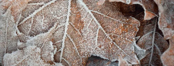 Pavimento Forestale Foglie Acero Marrone Ricoperte Brina Cristallina Struttura Sfondo — Foto Stock