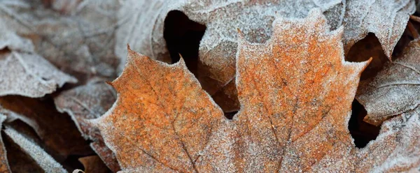 Lantai Hutan Dari Daun Maple Coklat Emas Ditutupi Dengan Buih — Stok Foto